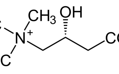 L-karnityna – właściwości i przeciwwskazania