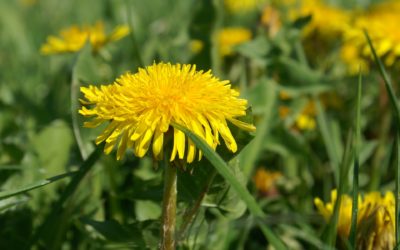 Mniszek lekarski – właściwości i przeciwwskazania