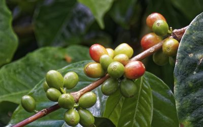 Zielona kawa – zastosowanie i właściwości